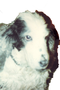 rex_1_edited-1.png