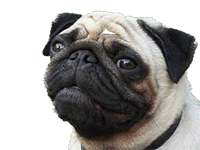 Pug_for_pop_up.png