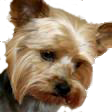 Yorkshire_Terrier_for_pop_up.png