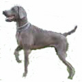 Weimaraner_for_pop_up_2.jpg