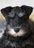 Min._Schnauzer_for_pop_up.jpg