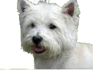 West_Highland_Terrier_edited-1.png