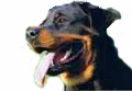Rottweiler_for_pop_up.jpg