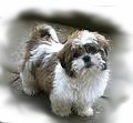 Shih_Tzu_for_pop_up.jpg