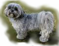 Lhasa_Apso_for_pop_up_edited-1.jpg
