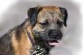 Border_Terrier_for_pop_up_edited-1.jpg