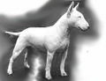 Bull_Terrier_for_pop_up.jpg