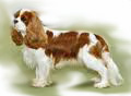 Cavalier_King_Charles_for_pop_up3.jpg