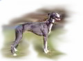 Whippet_for_pop_up.jpg