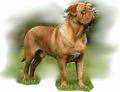 Dogue_de_Bordeaux_for_pop_up.jpg