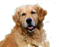 Golden-Retriever-for-pop-up.png