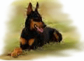 Doberman-for-PU.png