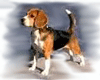 Beagle-for-PU.png