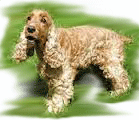 Cocker-Spaniel-for-PU.png